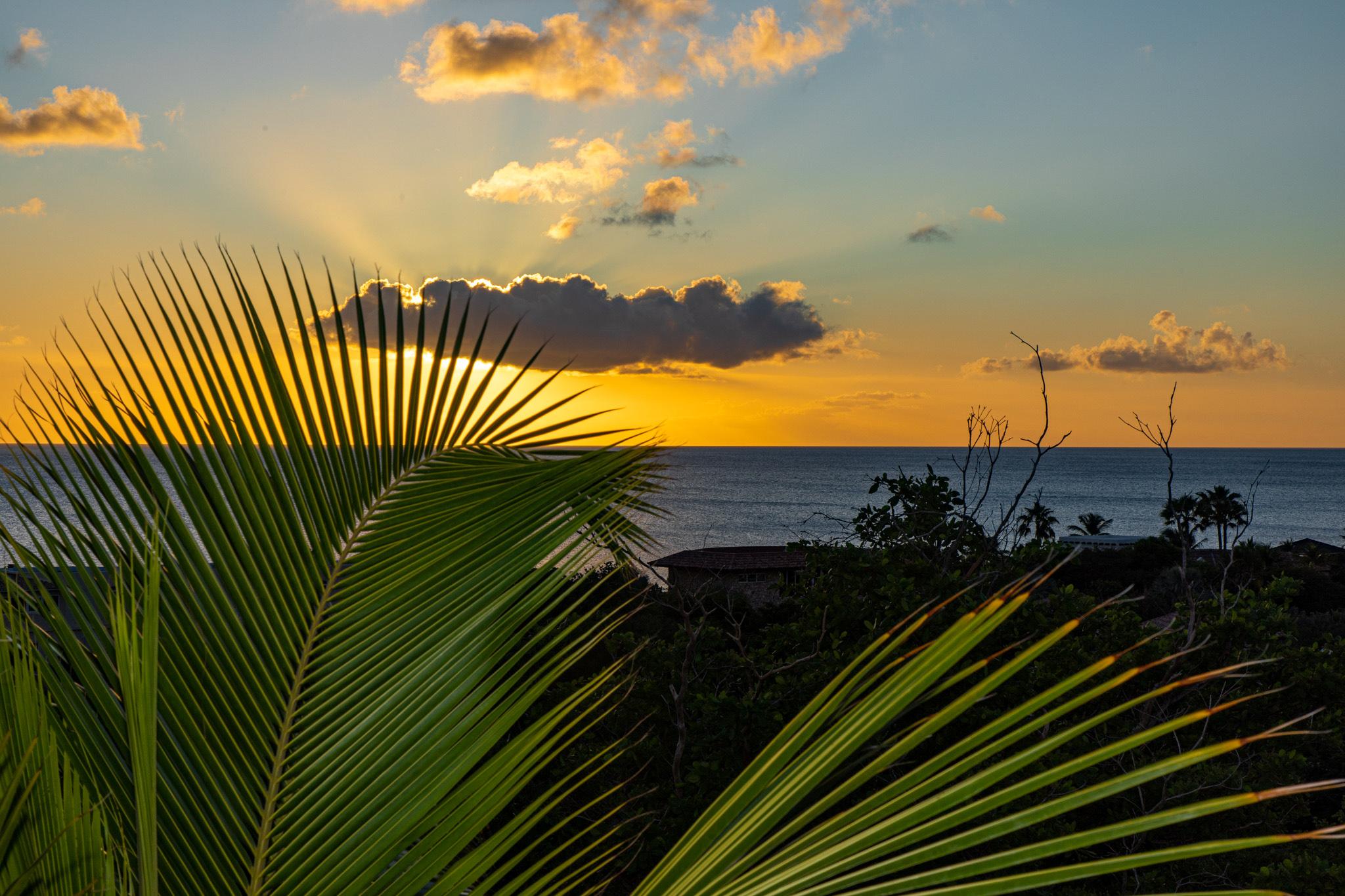 Palmtree with sunset